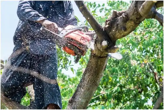 tree services Ceiba